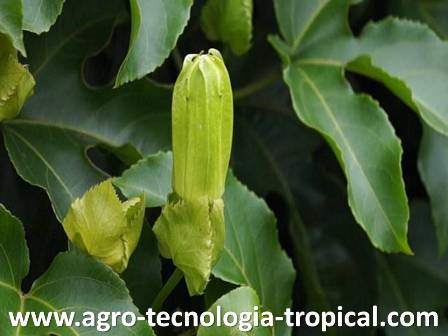 El boton floral en el momento justo para ser cubierto con papel